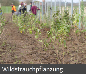 wildstrauchpflanzung_end